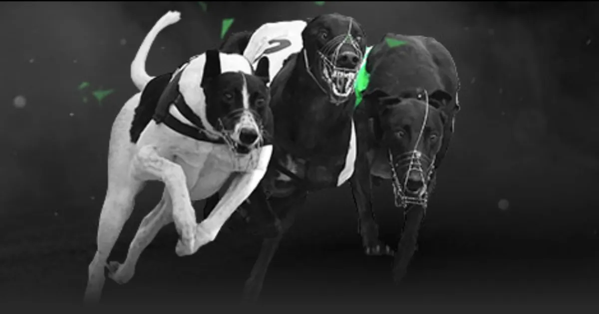 巴基斯坦公,开赛,本土精英夺,ebpay官网下载app,ebpay下载,ebpay官网